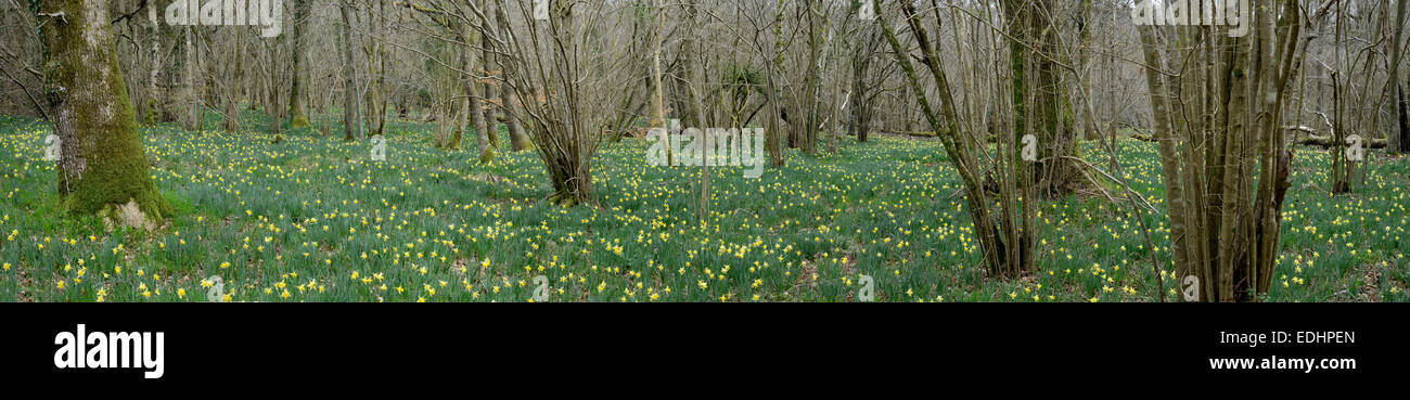 Wild Daffodil: Narcissus pseudonarcissus. Growing in hazel coppiced woodland. West Dean Woods, Sussex, England. Panoramic image Stock Photo