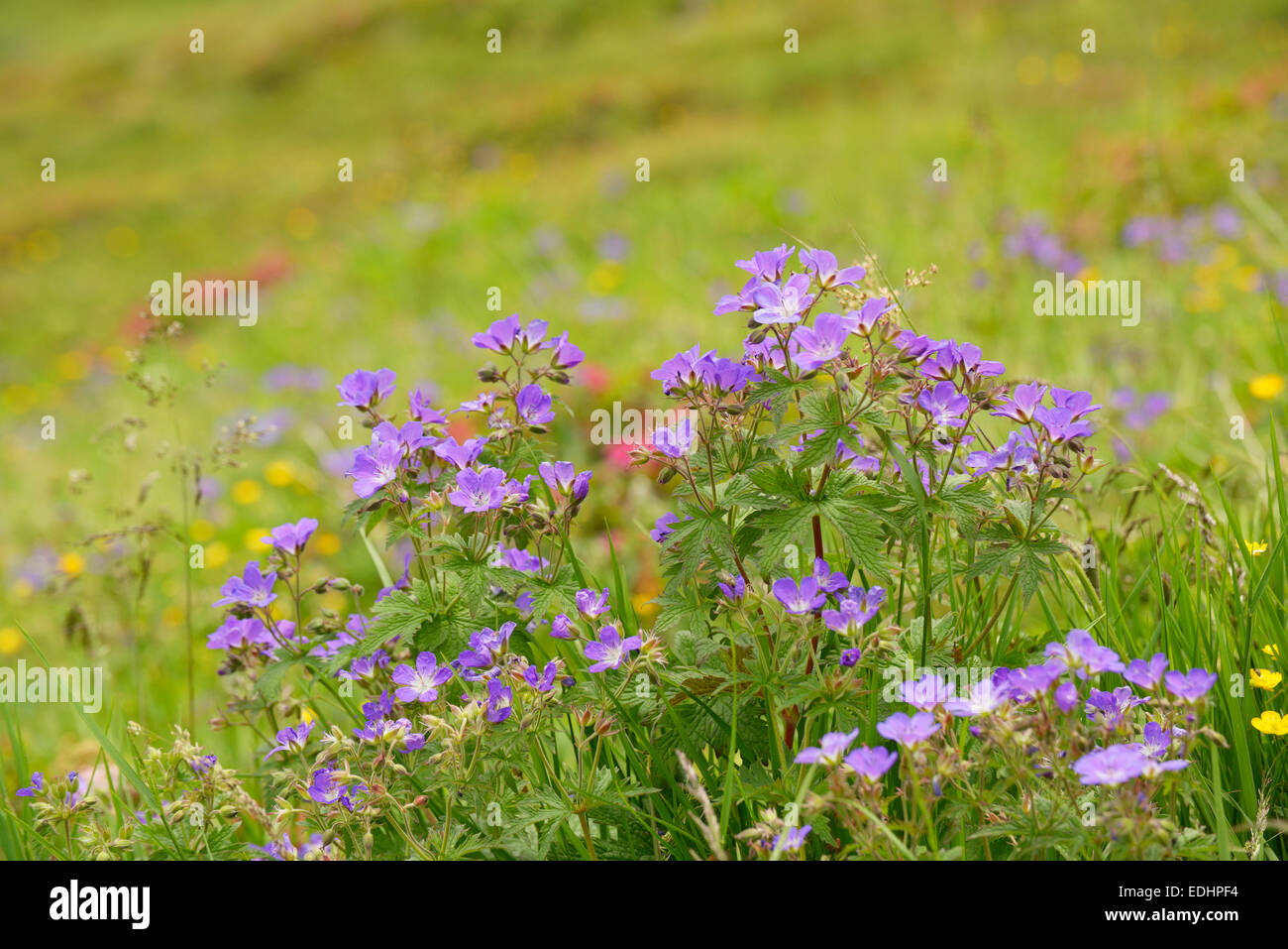 Geranium sylvaticum, Alpine meadow, Zillertal alps, Tyrol, Austria Stock Photo