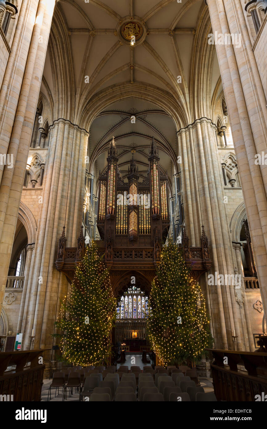 Interior view of Beverley Minster organ and Christmas trees. Stock Photo