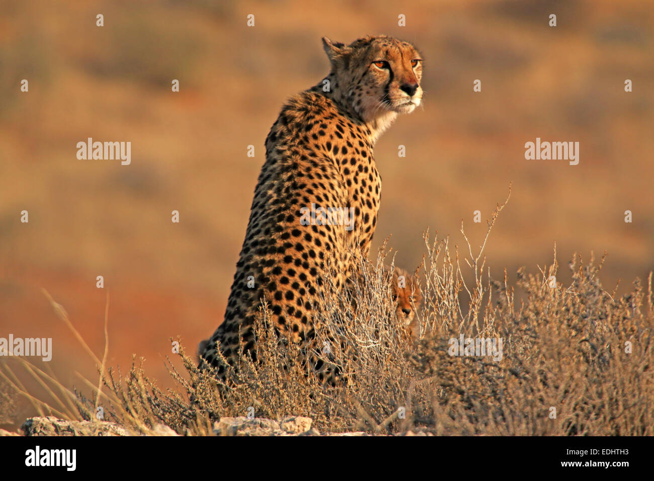 cheetah and cub next to mother sitting on lookout vantage point in early morning light Kgalagadi Transfrontier Park South Africa Stock Photo