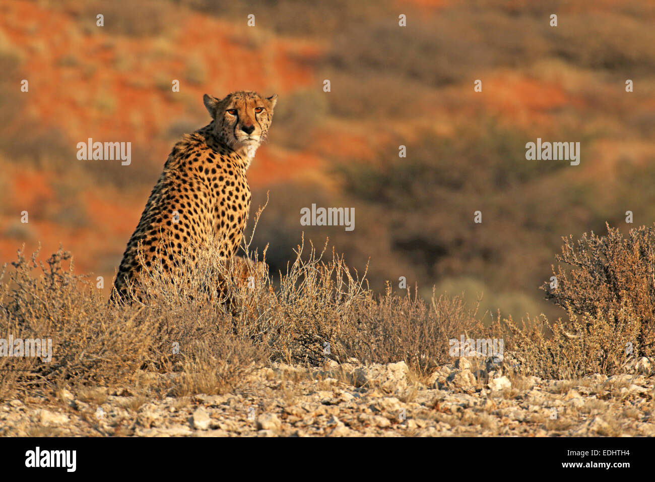 cheetah and cub next to mother sitting on lookout vantage point in the early morning light Kgalagadi Transfrontier Park South Africa Stock Photo