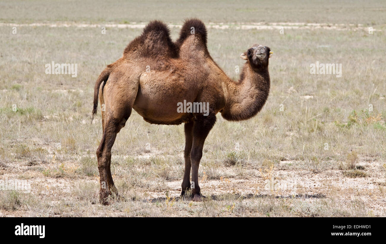 Bactrian camel hi-res stock photography and images - Alamy