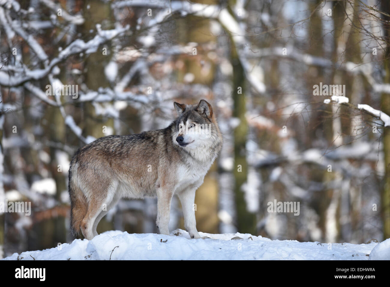 Male leader of the pack, alpha wolf, Northwestern wolf (Canis lupus occidentalis) in the snow, lookout, captive Stock Photo