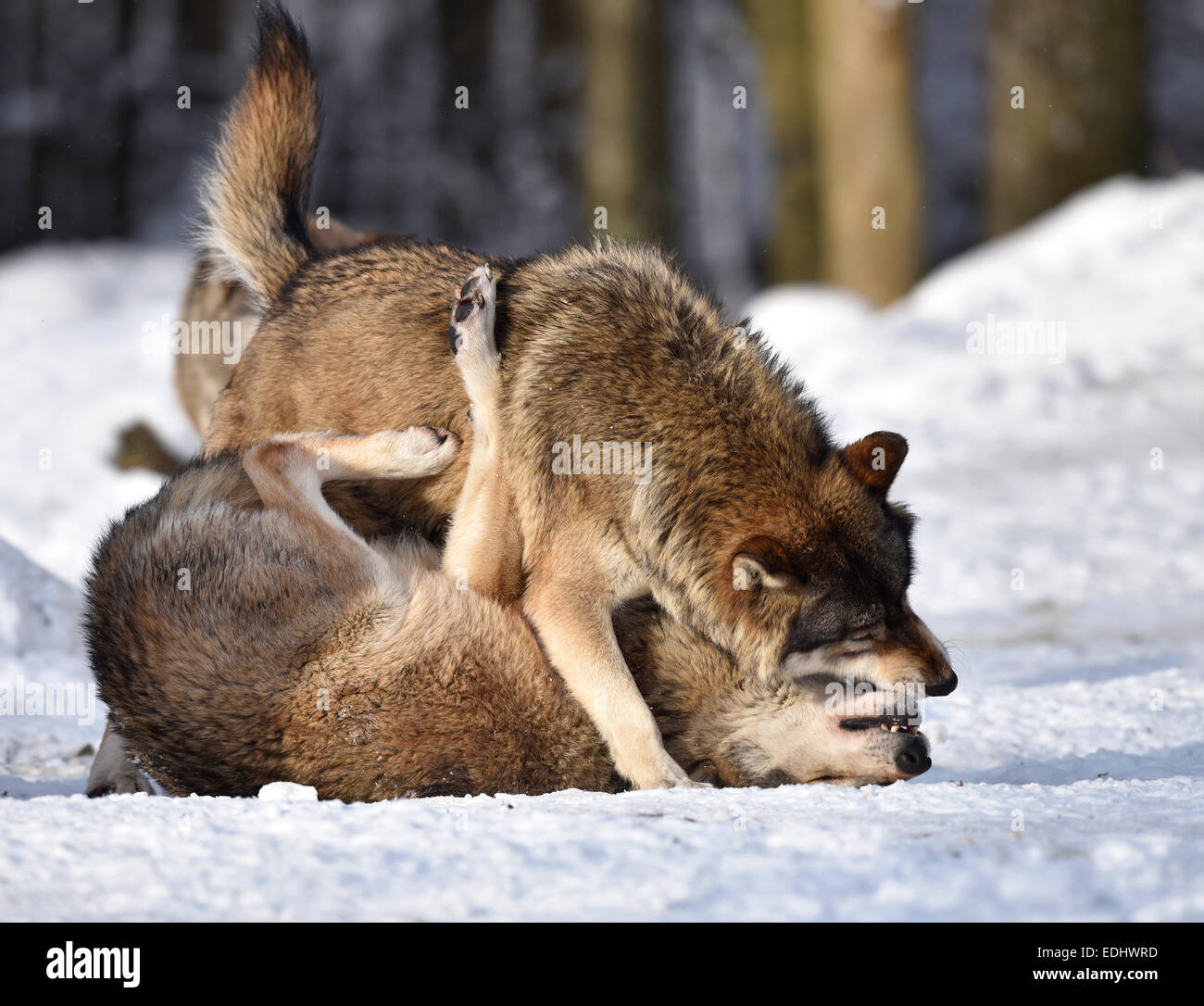 Male leader of the pack, alpha wolf, rebuke, hierarchy, domination, Northwestern wolf (Canis lupus occidentalis) in the snow Stock Photo