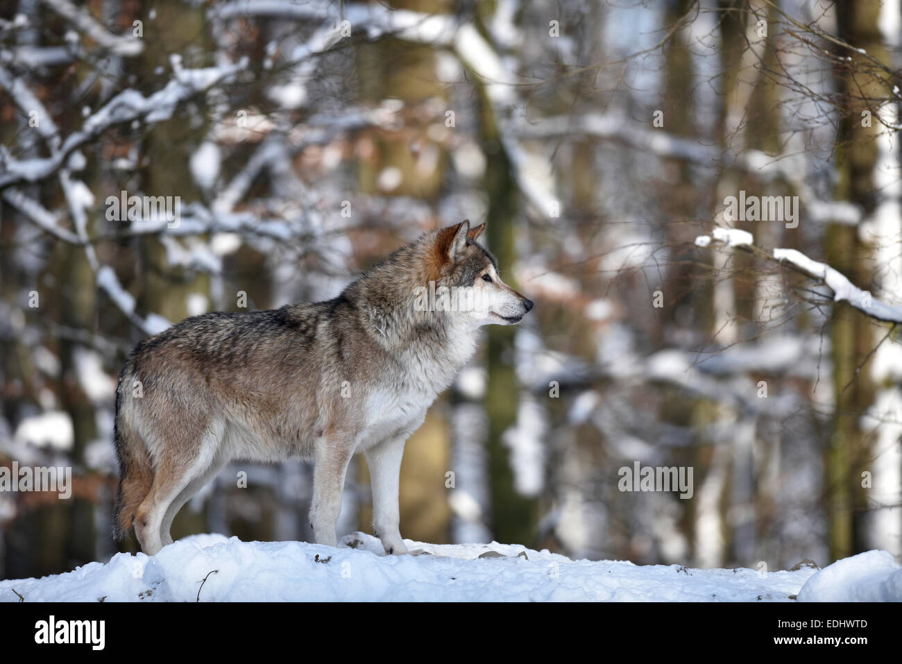 Male leader of the pack, alpha wolf, Northwestern wolf (Canis lupus occidentalis) in the snow, lookout, captive Stock Photo