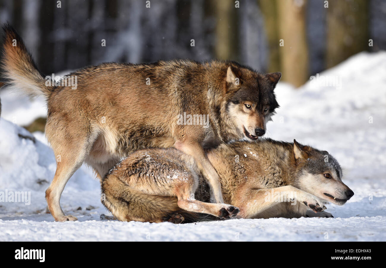 Male leader of the pack, alpha wolf, rebuke, hierarchy, domination, Northwestern wolf (Canis lupus occidentalis) in the snow Stock Photo
