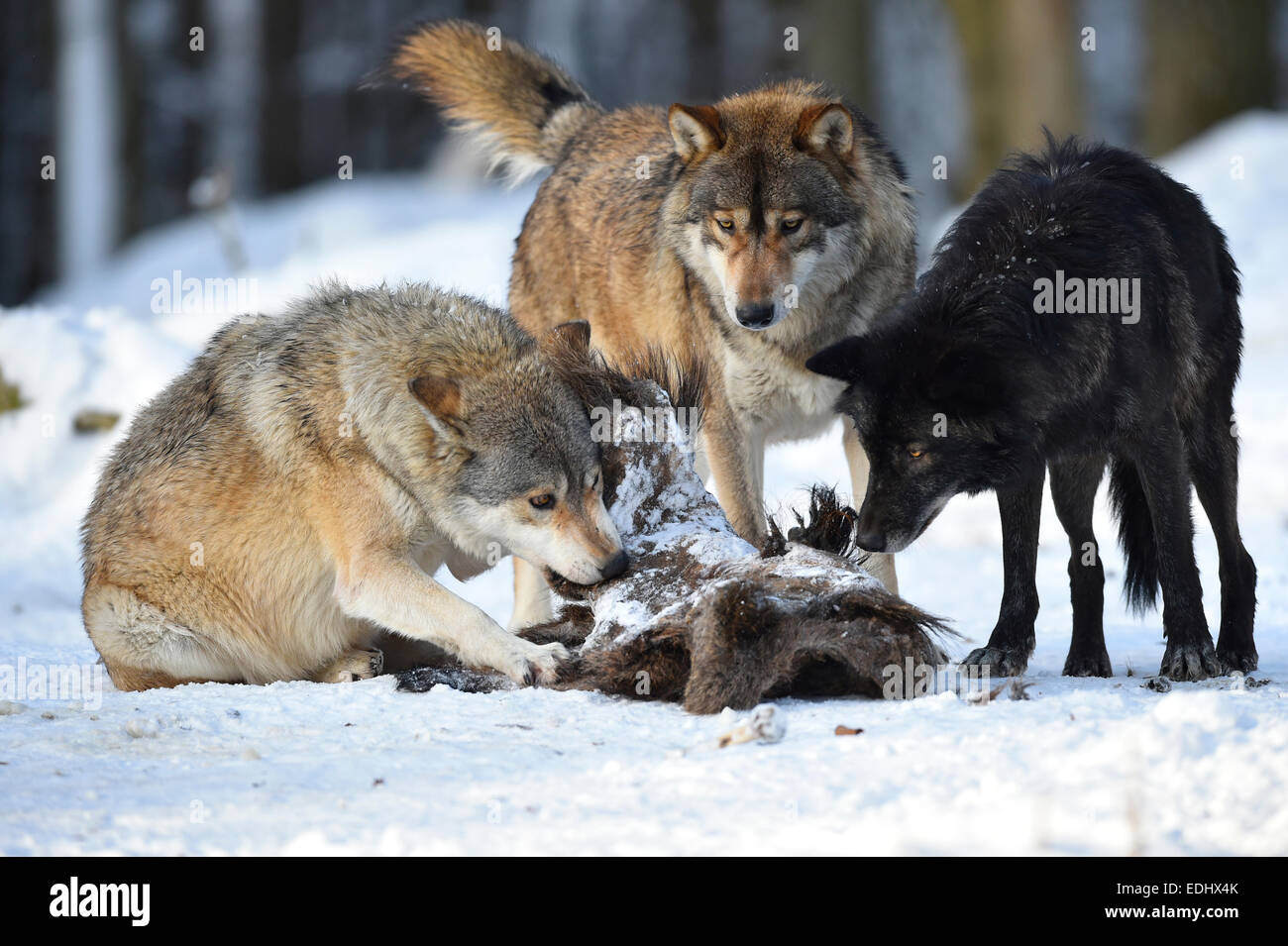 Two wolves feeding on the carcass of a wild boar, Northwestern wolf