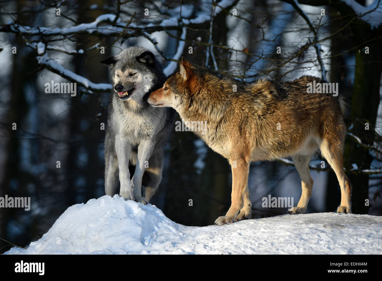 Male and female alpha wolf, alpha wolf, greeting, Northwestern wolf ...