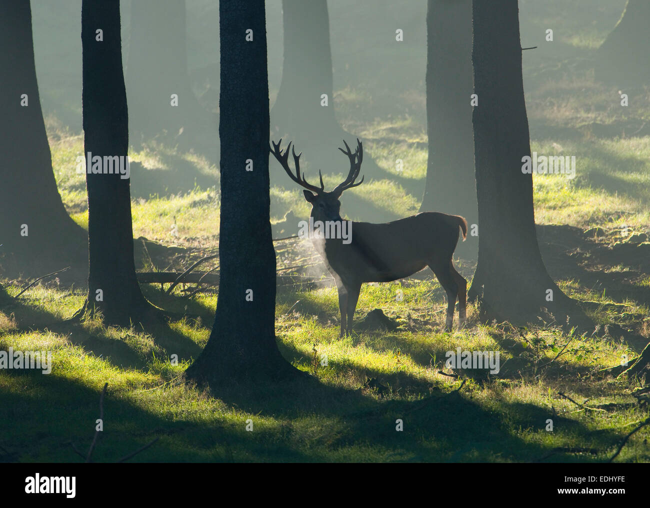 Red Deer (Cervus elaphus), stag in a spruce forest, captive, Lower Saxony, Germany Stock Photo