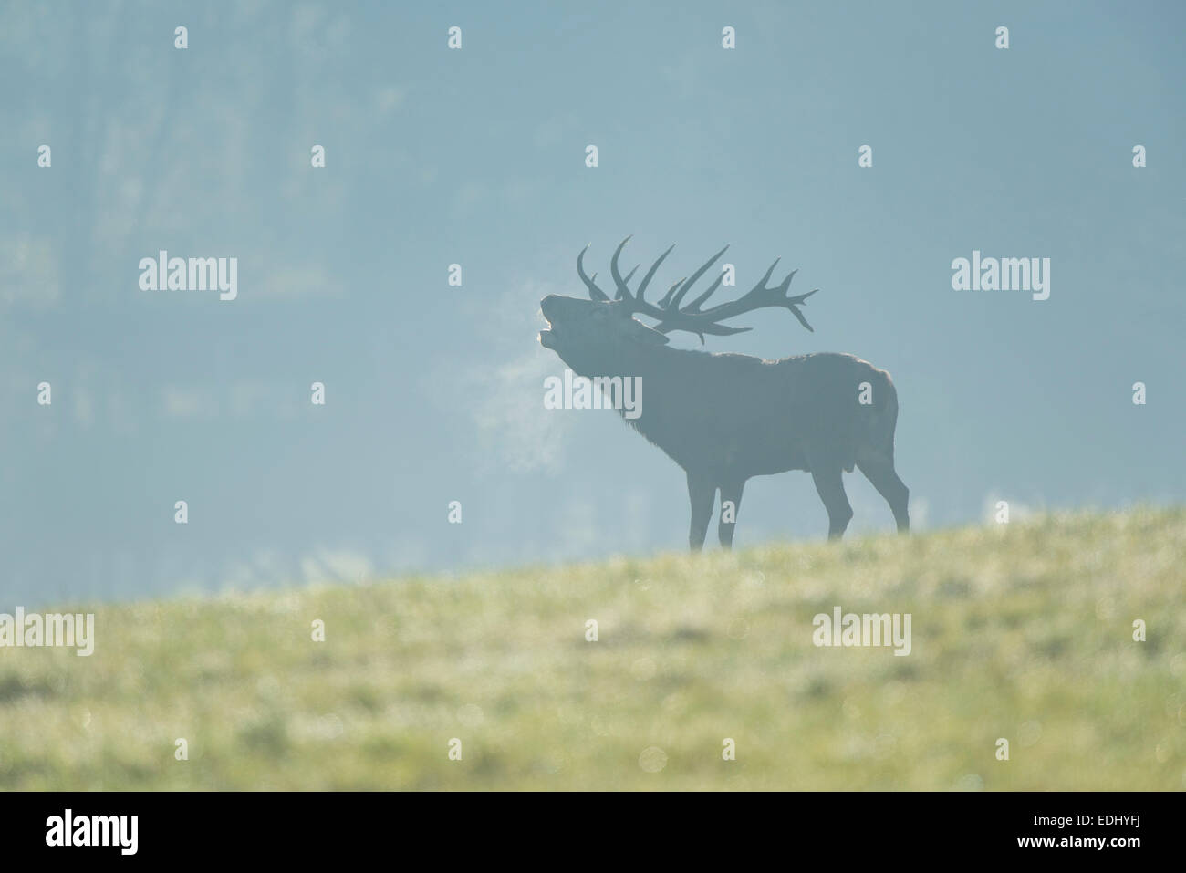 Red Deer (Cervus elaphus), stag bellowing during the rutting season, captive, Lower Saxony, Germany Stock Photo