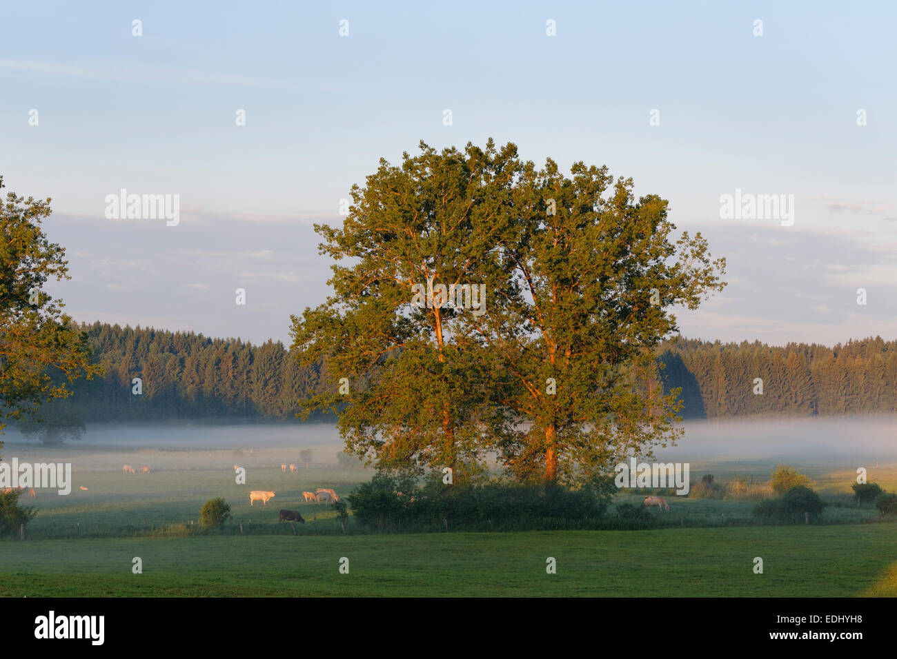 Trees, pasture, morning atmosphere, Schwaigwall, Geretsried, Upper Bavaria, Bavaria, Germany Stock Photo