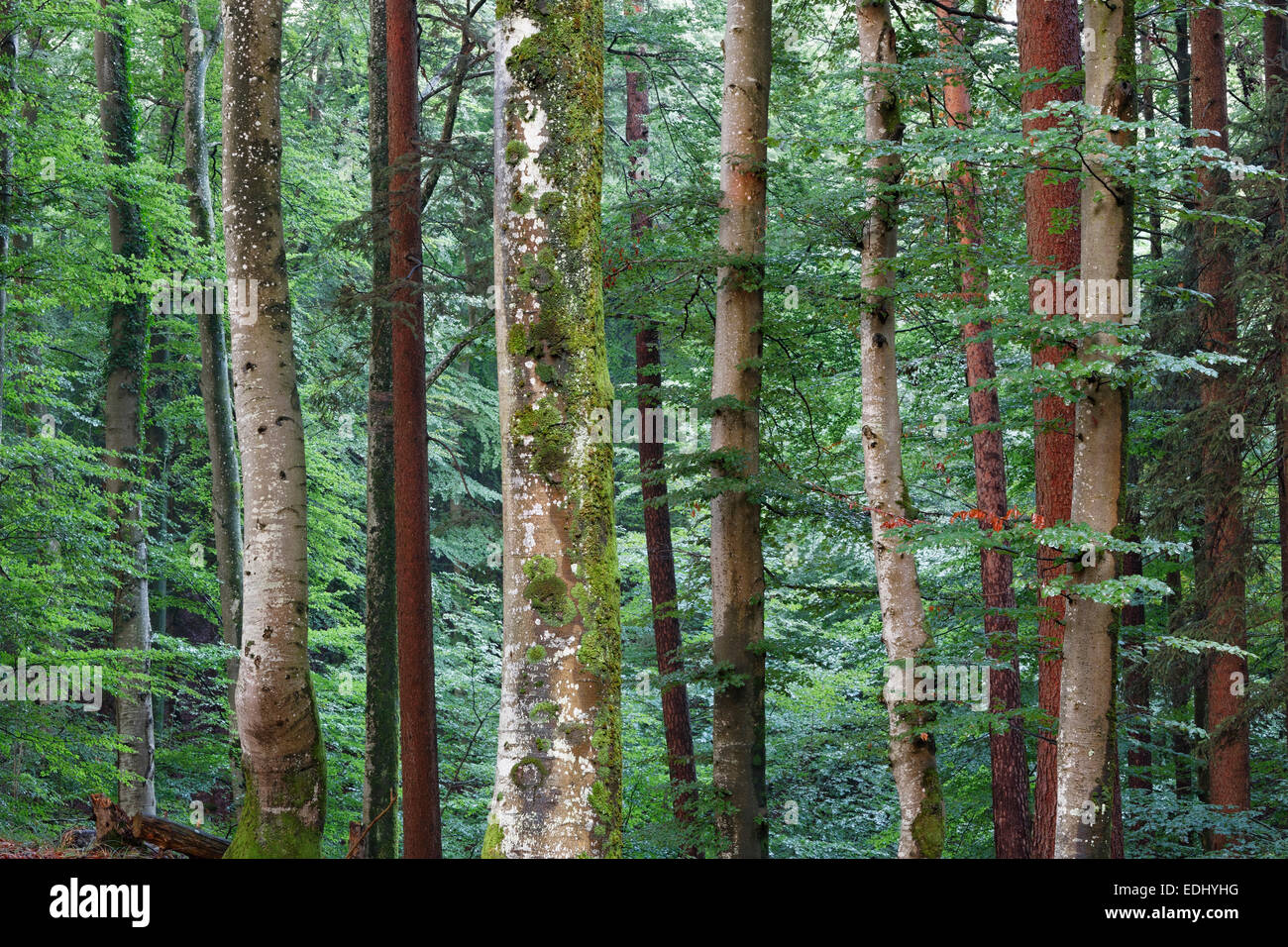 Mixed forest, Icking, Upper Bavaria, Bavaria, Germany Stock Photo