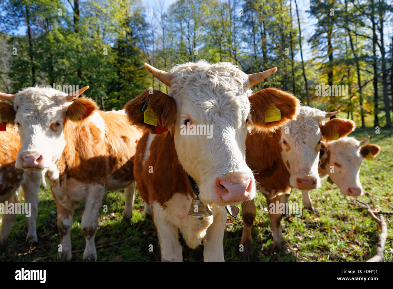 Calves, Lenggries, Isarwinkel, Upper Bavaria, Bavaria, Germany Stock Photo