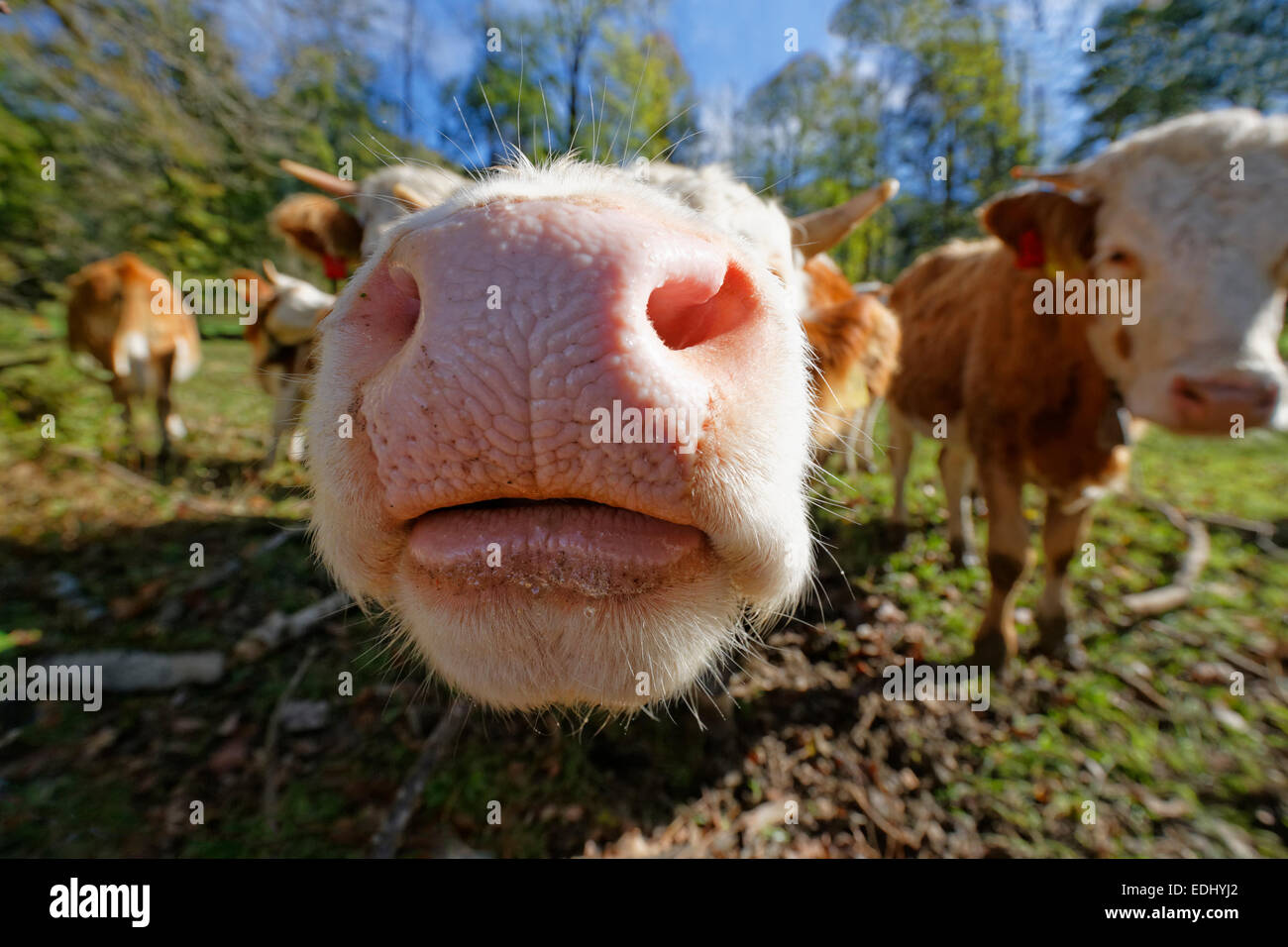 Mouth of a calf, Lenggries, Upper Bavaria, Bavaria, Germany Stock Photo