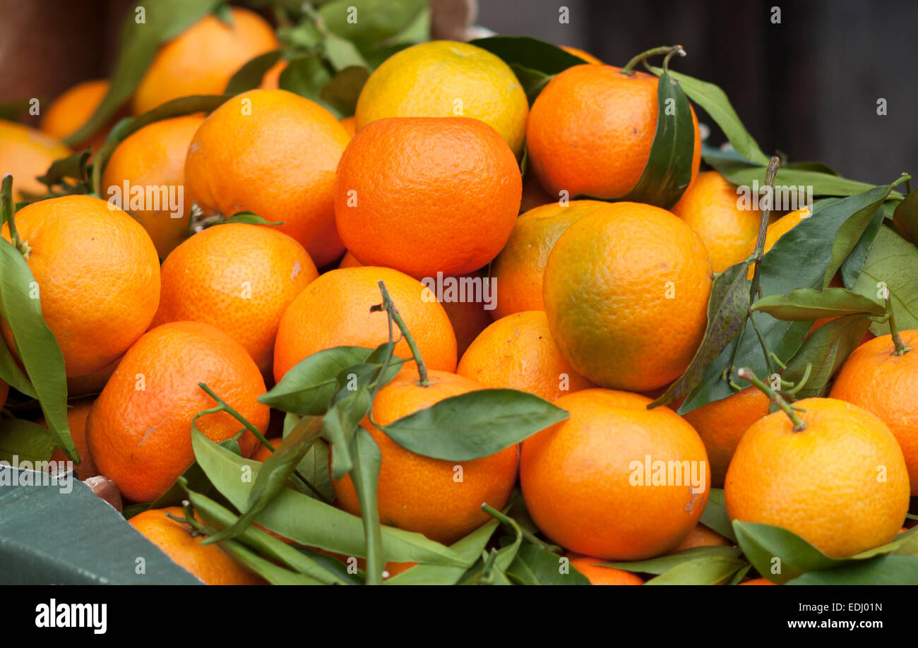 Tangerines (Citrus reticulata) with leaves, Germany Stock Photo