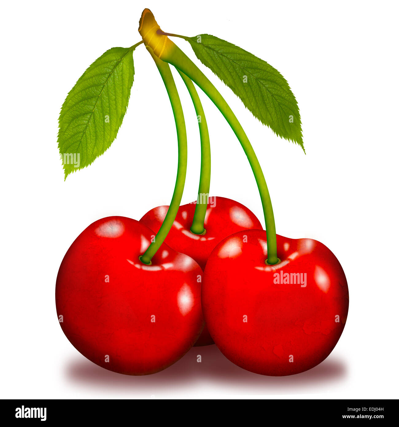 Three cherries with stems and leaves, illustration Stock Photo Alamy
