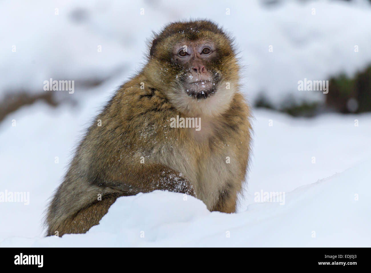 Barbary Macaque (Macaca sylvanus), adult, in the snow, captive, Rhineland-Palatinate, Germany Stock Photo