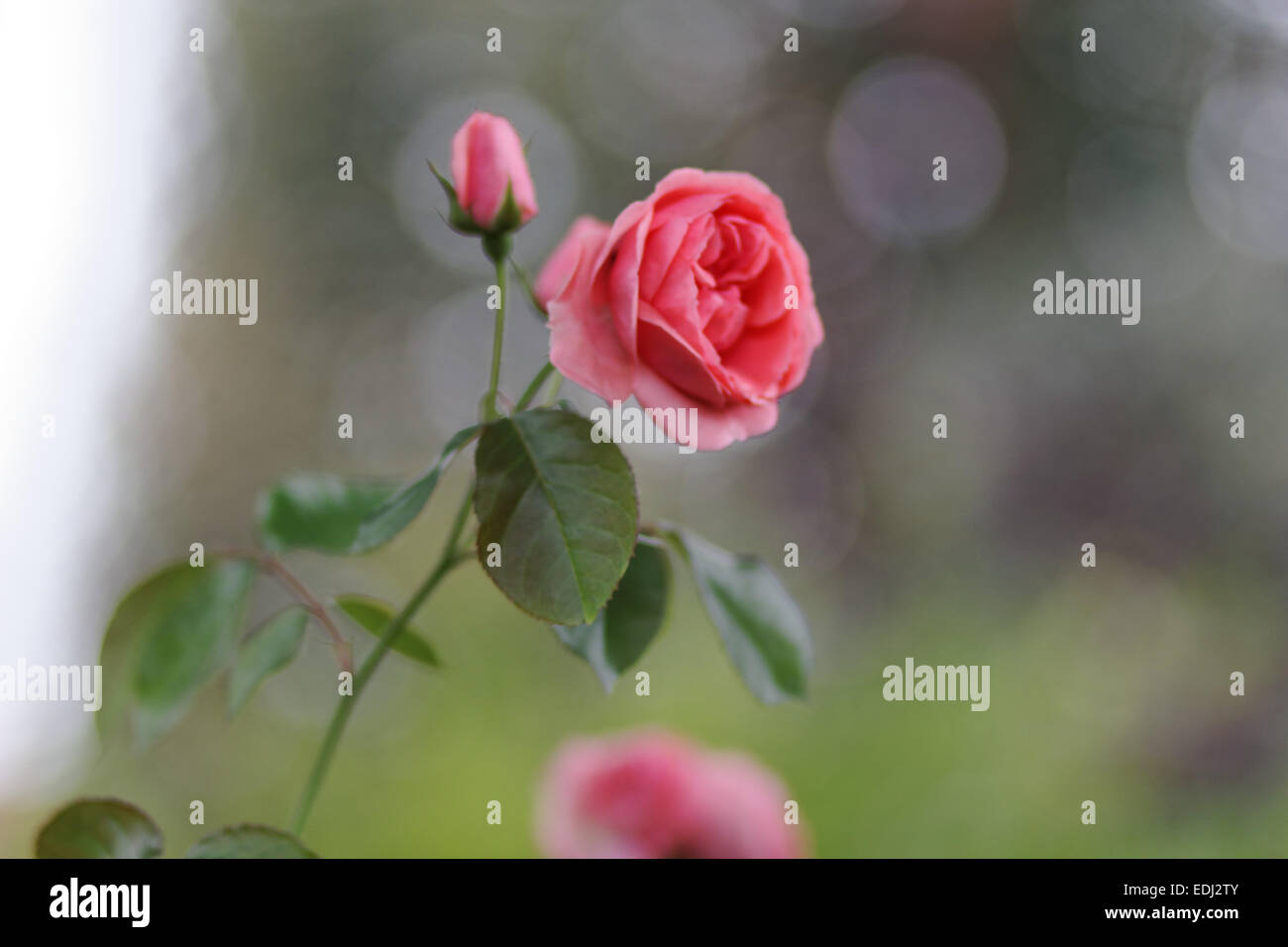 Red roses and military crosses hi-res stock photography and images - Alamy