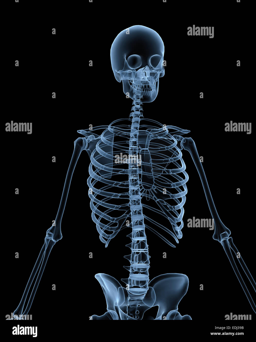 Skeleton X Ray Biology Diagrams