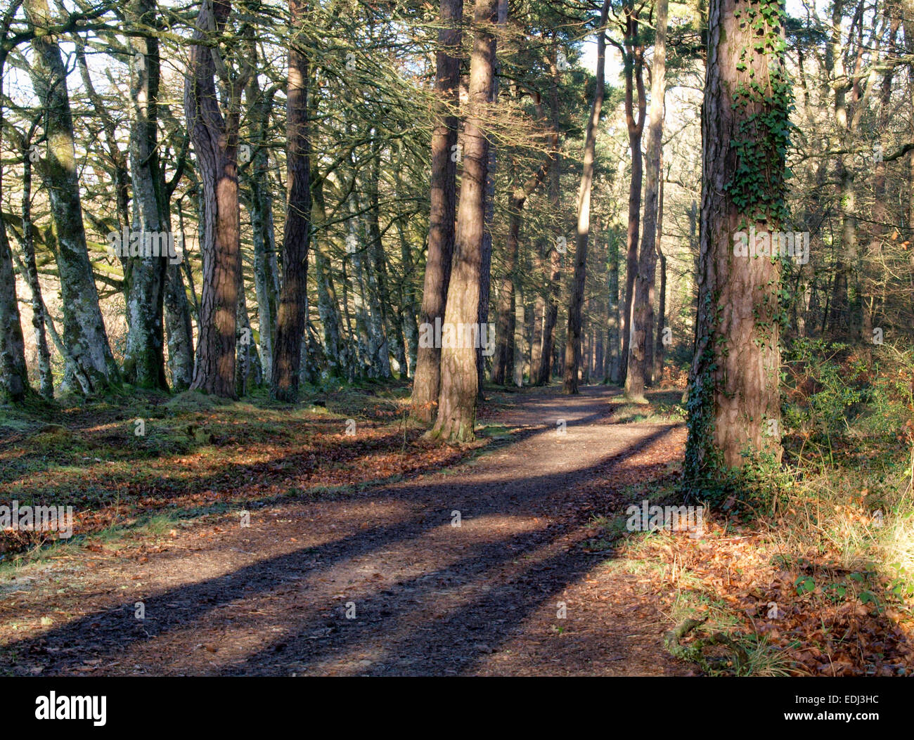 Winding path through woodland hi-res stock photography and images - Alamy