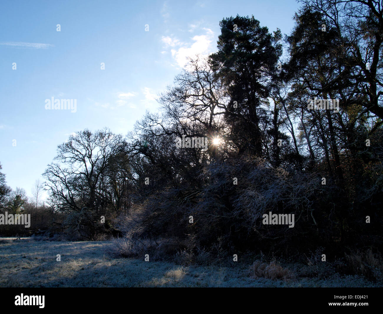 Bright, cold and frosty morning at the edge of a field in Devon. Stock Photo