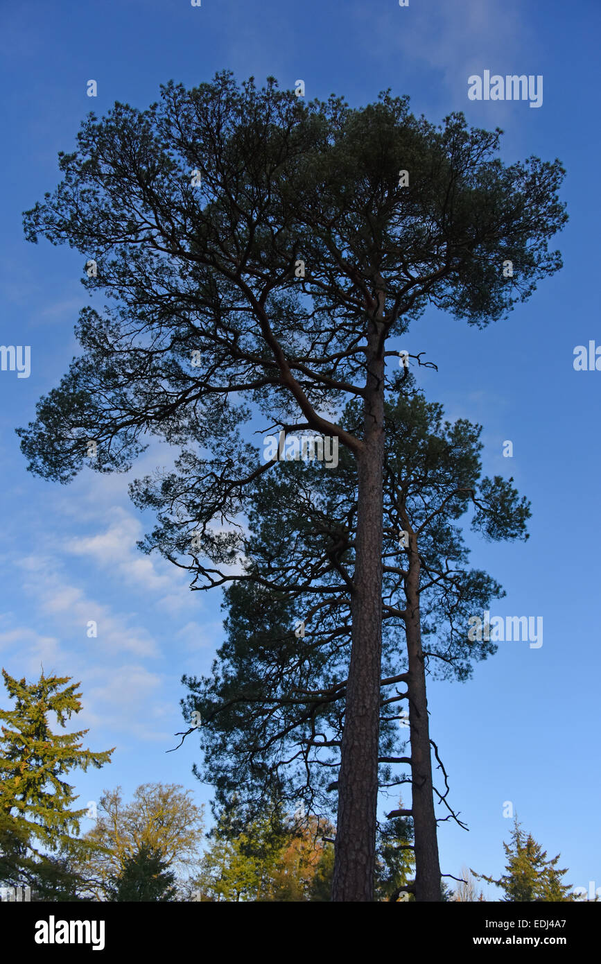 Pinus sylvestris tree hi-res stock photography and images - Alamy