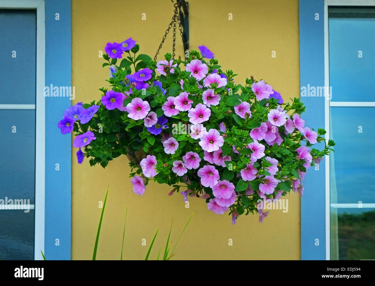 A beautiful display of flowers in a hanging basket outside a rural house in West cork Ireland. Stock Photo