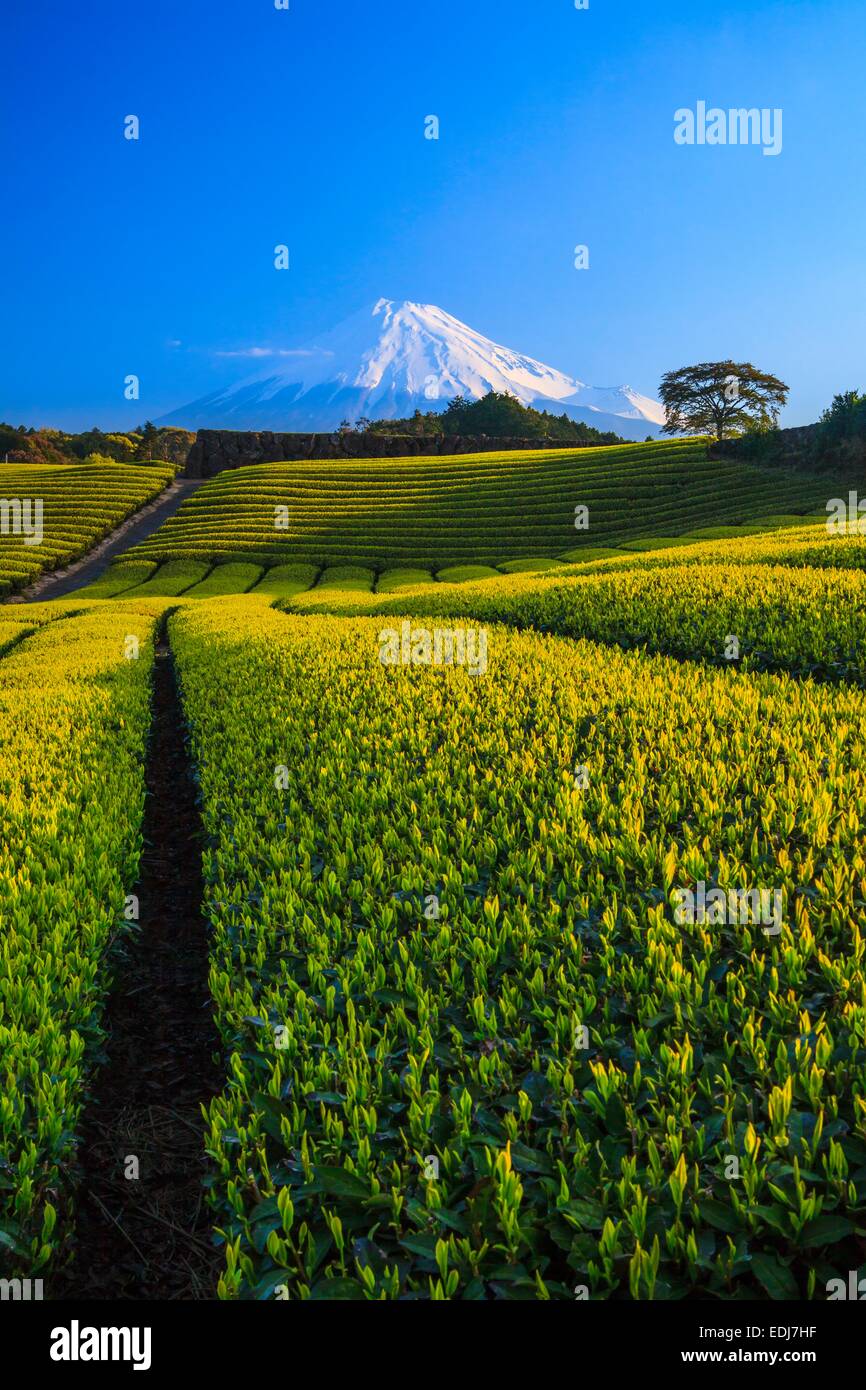 Japanese green tea plantation and Mt. Fuji, Shizuoka, Japan Stock Photo