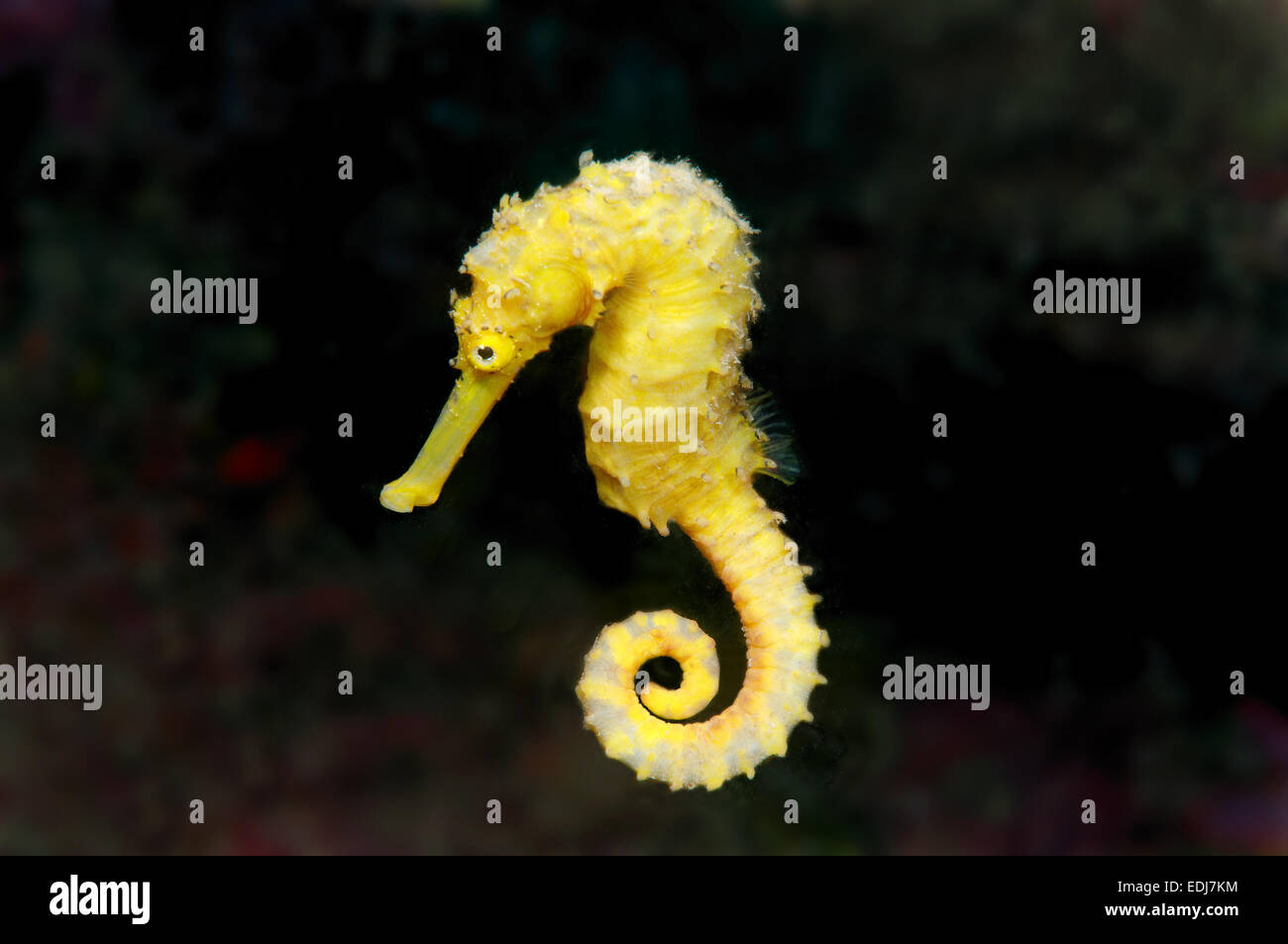 Yellow sea horse, Estuarine seahorse, Oceanic sea horse, or Spotted seahorse (Hippocampus Kuda), Bohol Sea, Indo-Pacific Stock Photo
