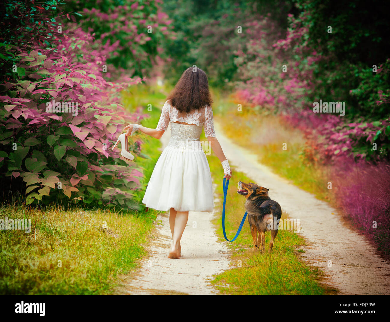 Young bride wearing wedding dress walking barefoot with dog on rural road back to camera. Woman bring wedding shoes. Stock Photo