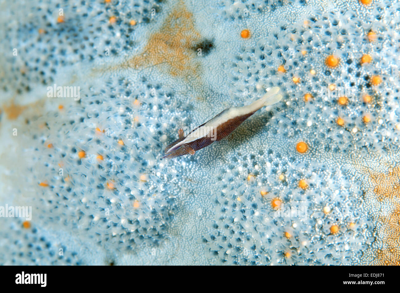 starfish shrimp (Periclimenes soror) Bohol Sea, Philippines, Southeast Asia Stock Photo