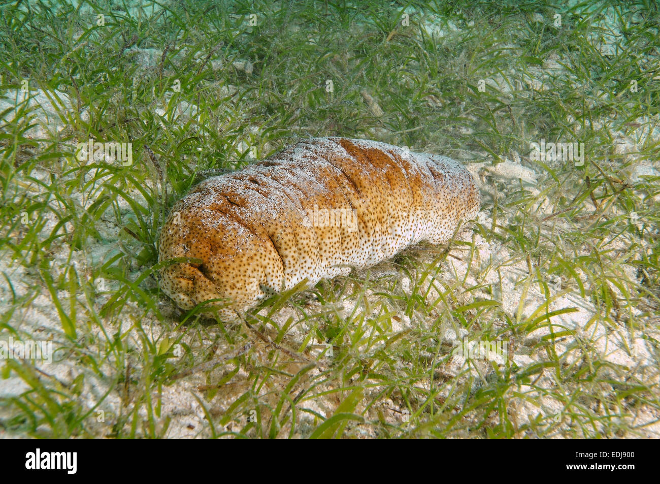Sea cucumbe Elephant Trunkfish (Holothuria fuscopunctata) Bohol Sea, Philippines, Southeast Asia Stock Photo