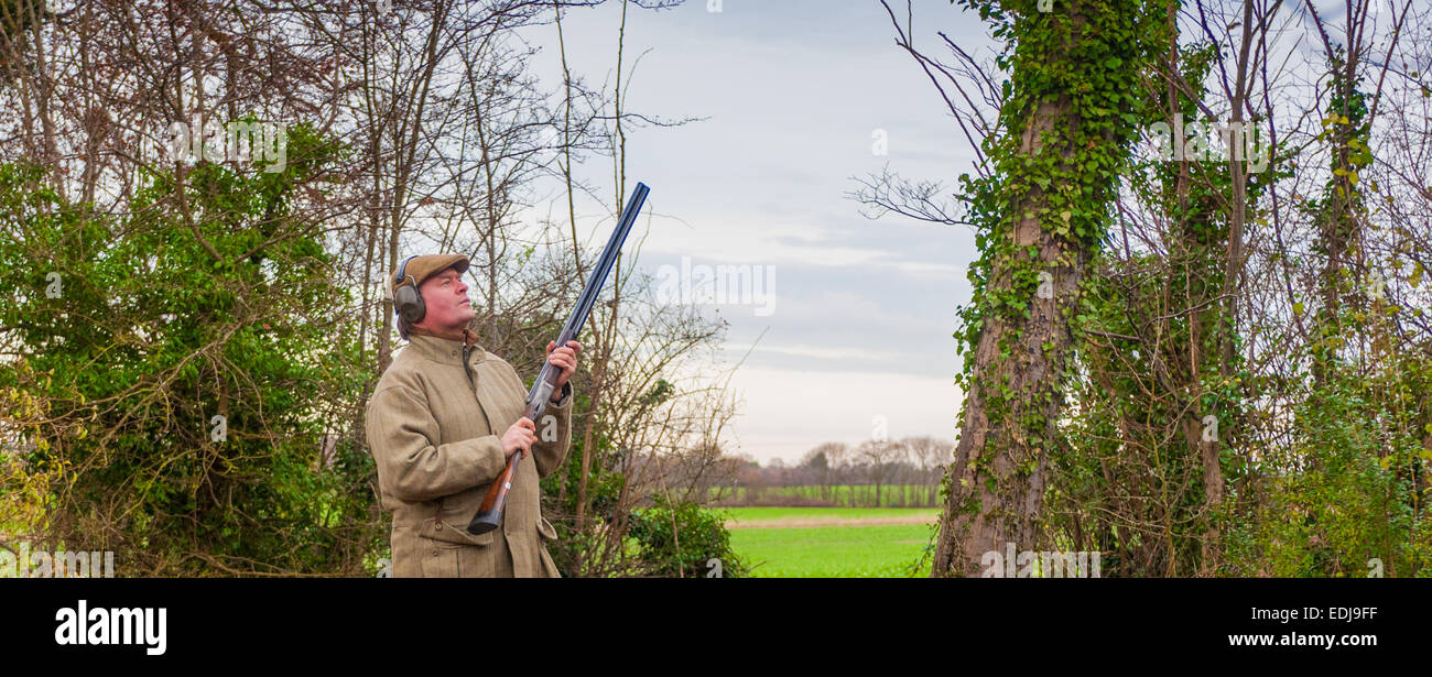 A man with a shot gun, or shotgun, on a pheasant shoot in England stood in a wood waiting to take a shot Stock Photo