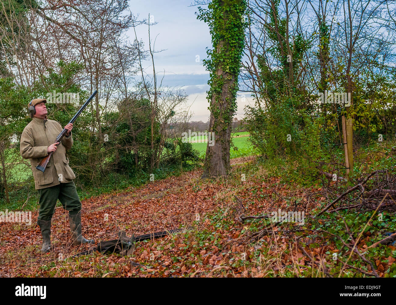 A man with a shot gun, or shotgun, on a pheasant shoot in England stood in a wood waiting to take a shot Stock Photo