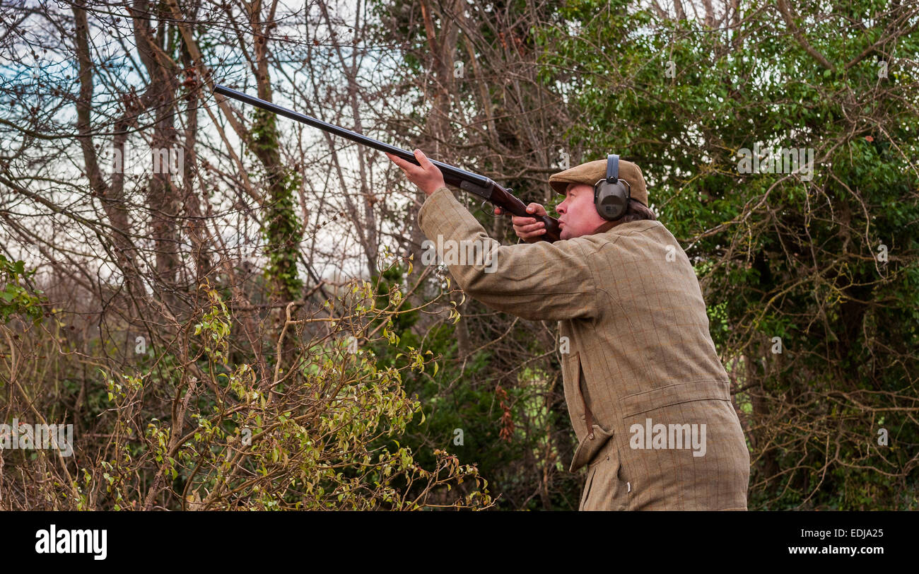 A man with a shot gun, or shotgun, on a pheasant shoot in England stood in a wood about to take a shot Stock Photo