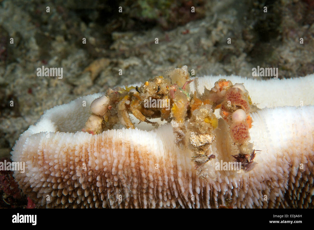 spider decorator crab (Camposcia retusa)  Bohol Sea, Cebu, Philippines, Southeast Asia Stock Photo