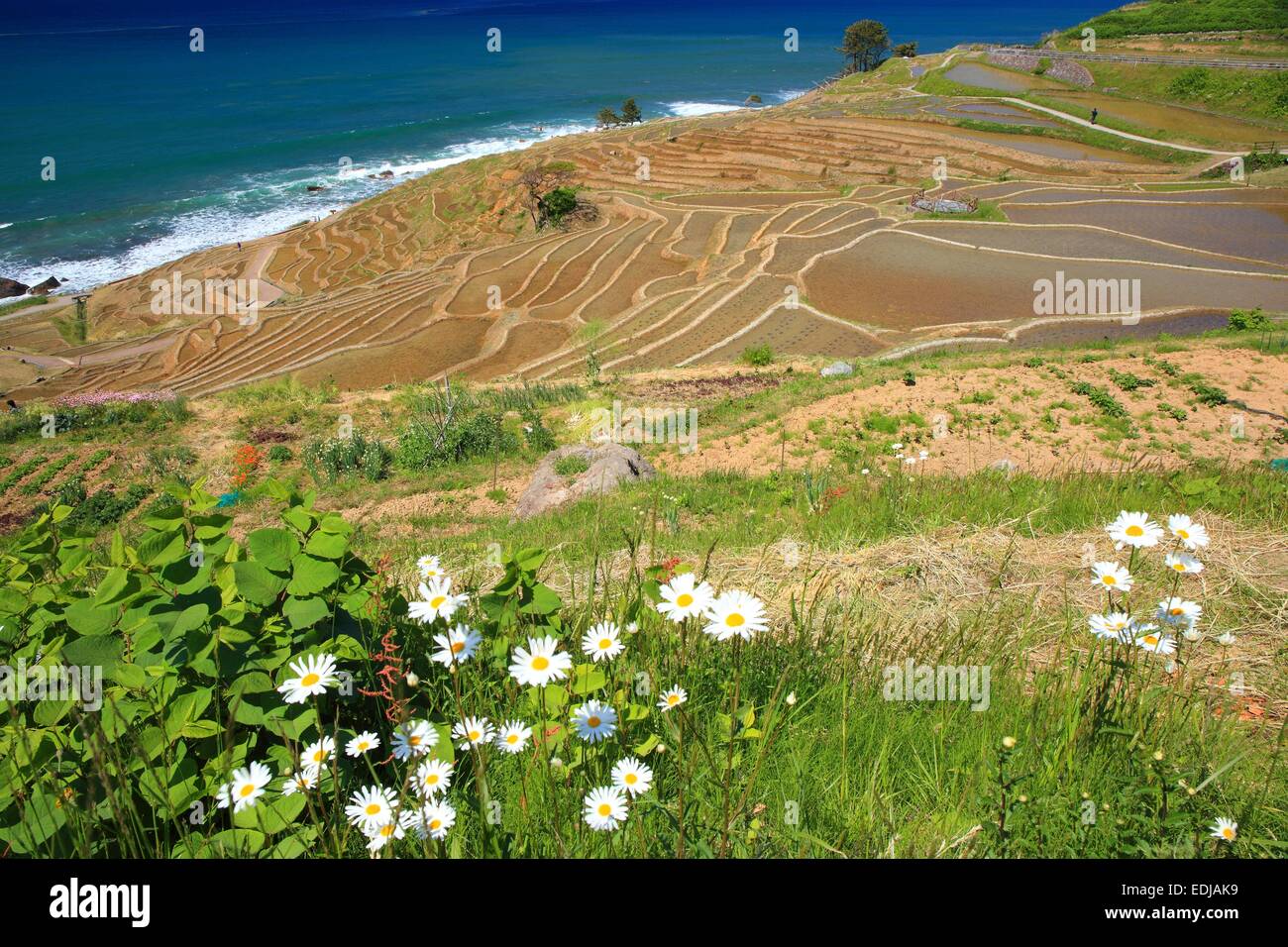 Shiroyone-no-senmaida, Rice terraces, Ishikawa, Japan Stock Photo
