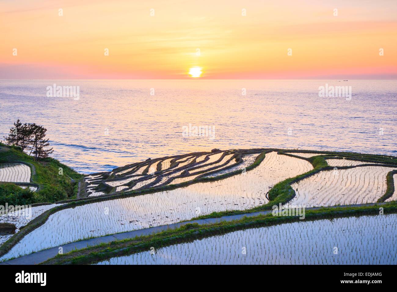 Rice terraces at sunset, Shiroyone senmaida,Ishikawa, Japan Stock Photo