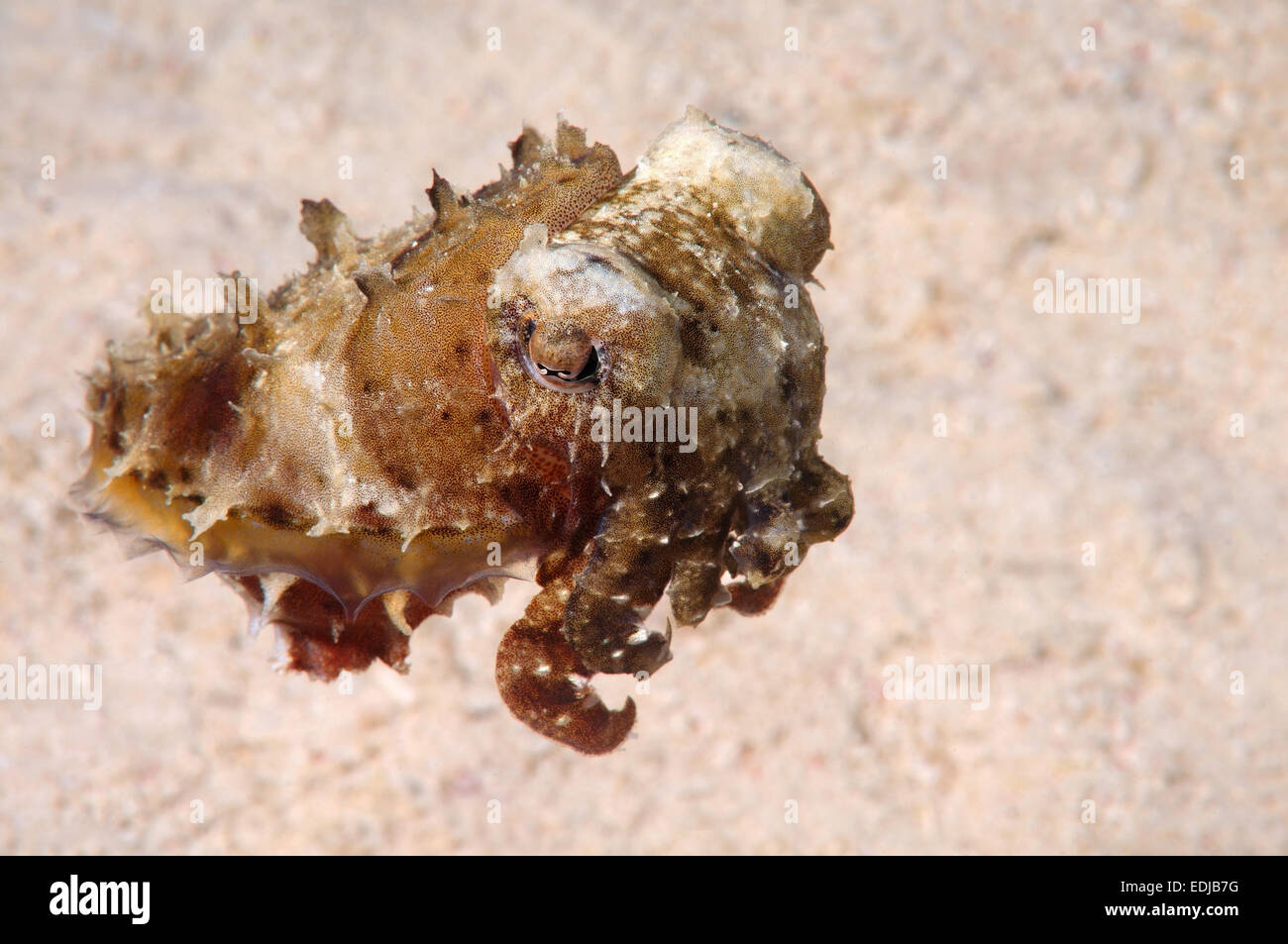 Dwarf Cuttlefish (Sepia bandensis) Bohol Sea, Cebu, Philippines, Southeast Asia Stock Photo