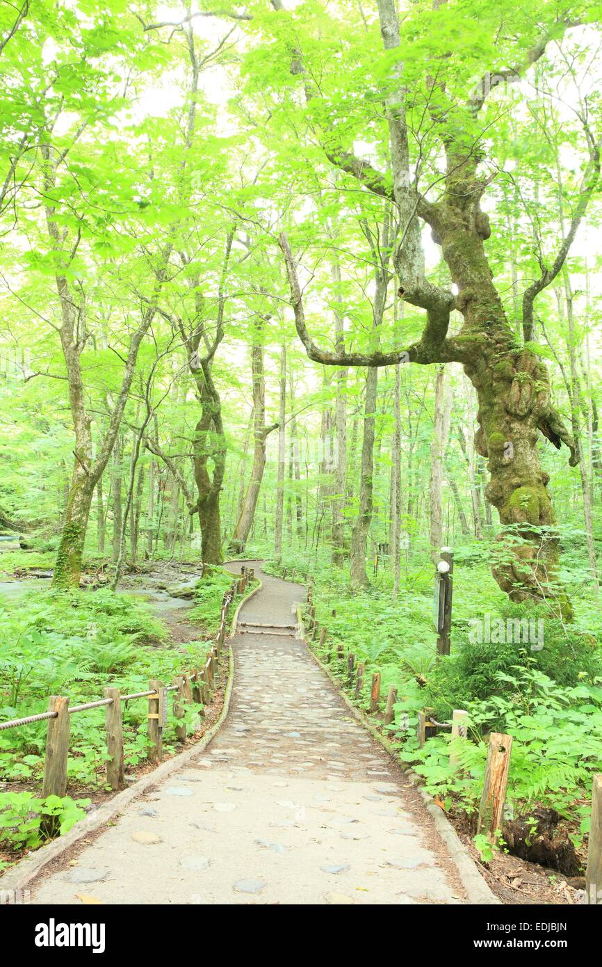 Japan Trees Path Green forest boardwalk path hi-res stock photography and images - Alamy