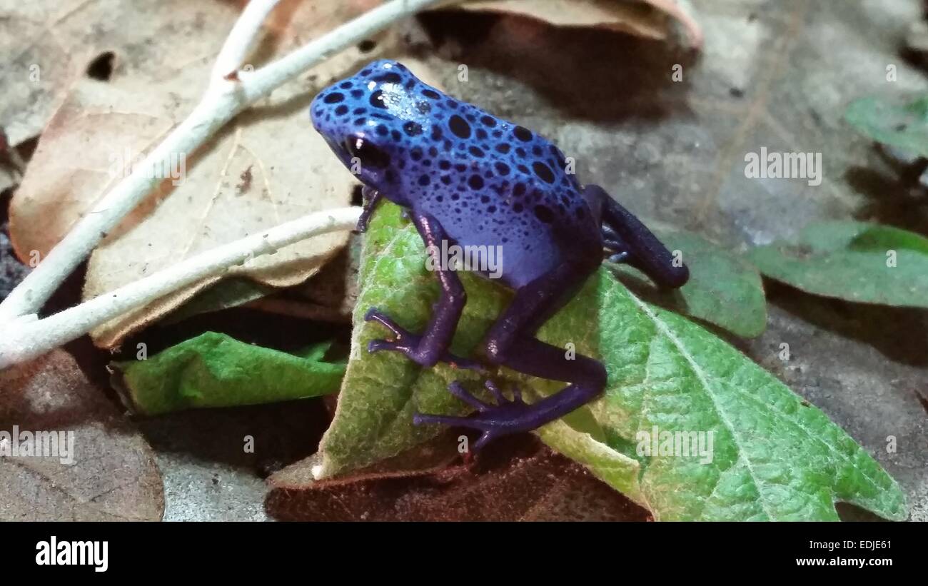 Blue Poison Arrow Frogs High Resolution Stock Photography and Images