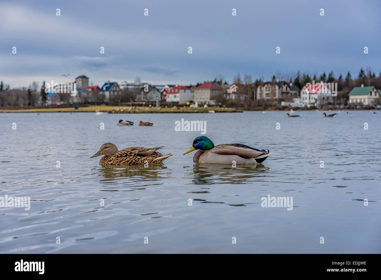 Pair of mallard ducks in The Tjornin or Reykjavik Pond, Iceland Stock Photo
