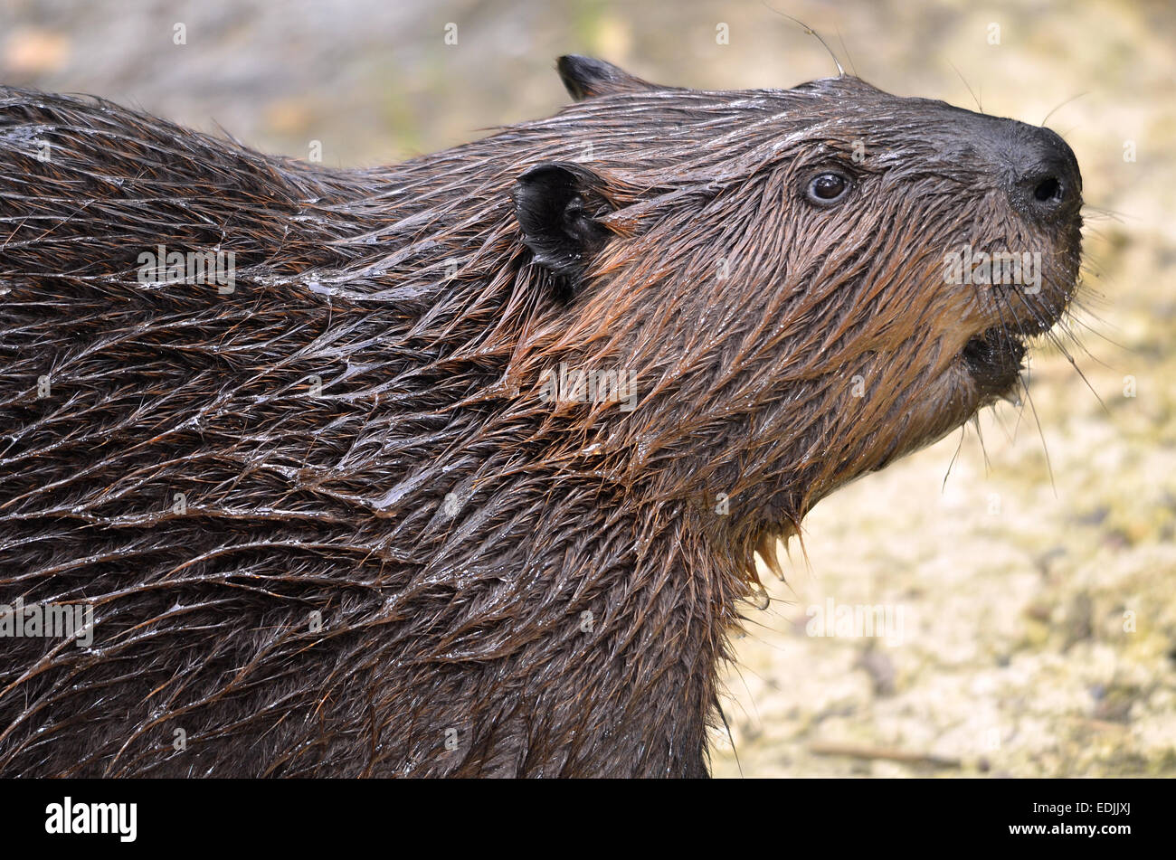 Portrait of North American Beaver Stock Photo