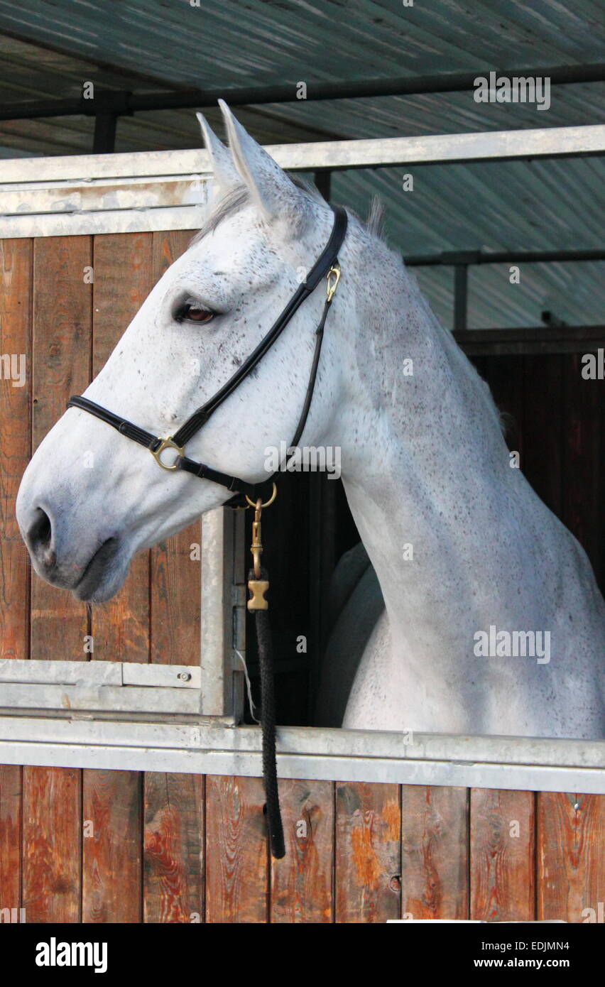 Portrait of a white horse in a stable Stock Photo