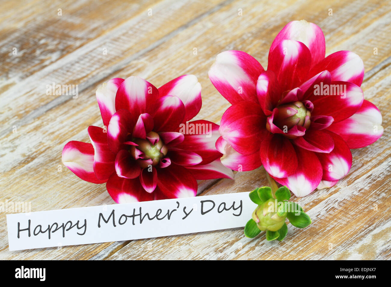 Happy Mother's Day card with dahlia flowers on rustic wooden surface Stock Photo