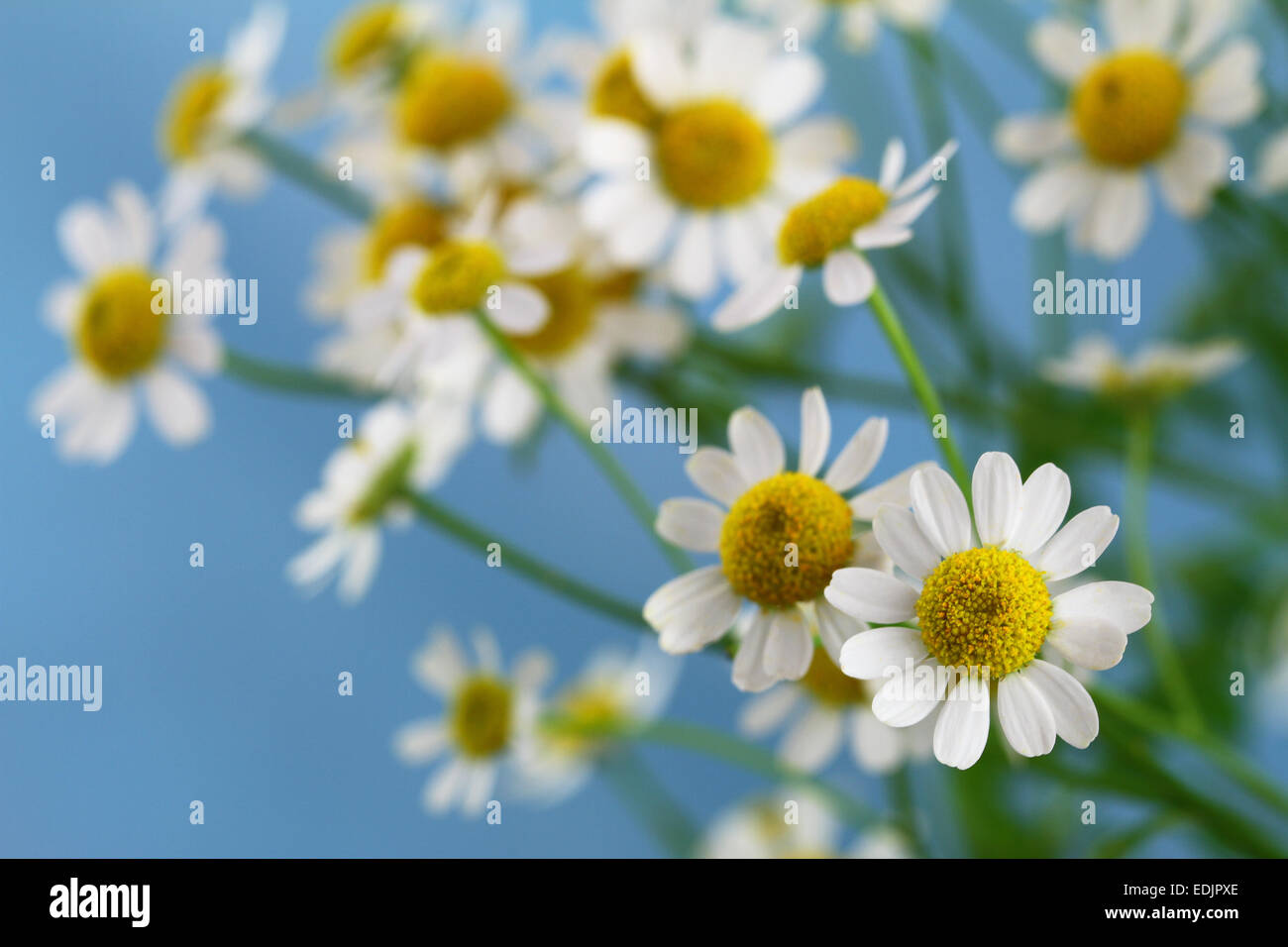 Few white daisy flowers hi-res stock photography and images - Alamy