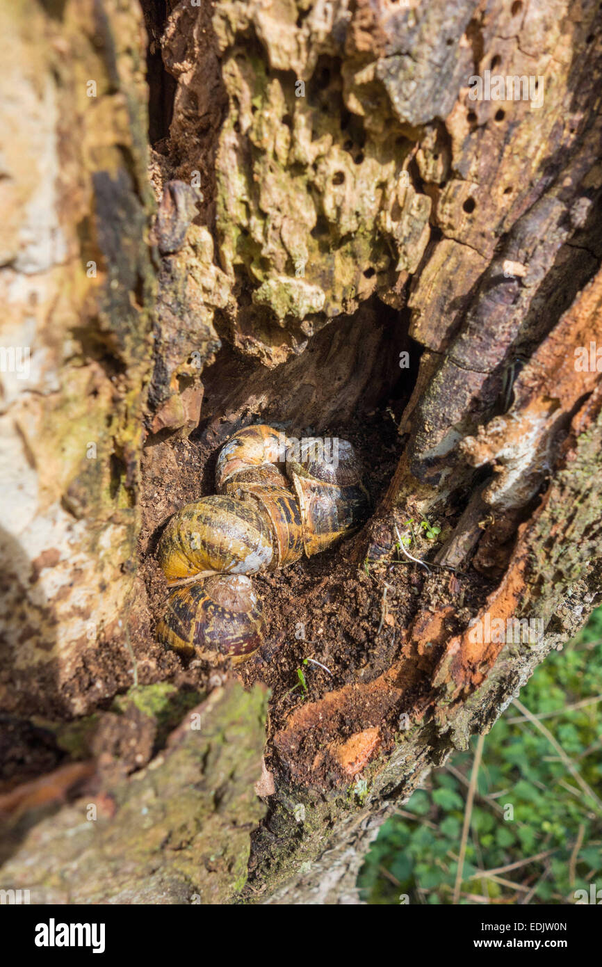 Shell snail hibernate hires stock photography and images Alamy
