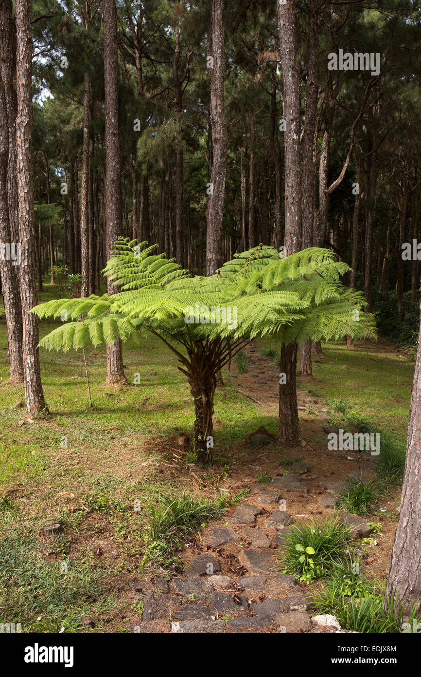 Mauritius, Maccabe, Nature reserve, tree fern growing at edge of forest round Mare aux Vacoas Stock Photo