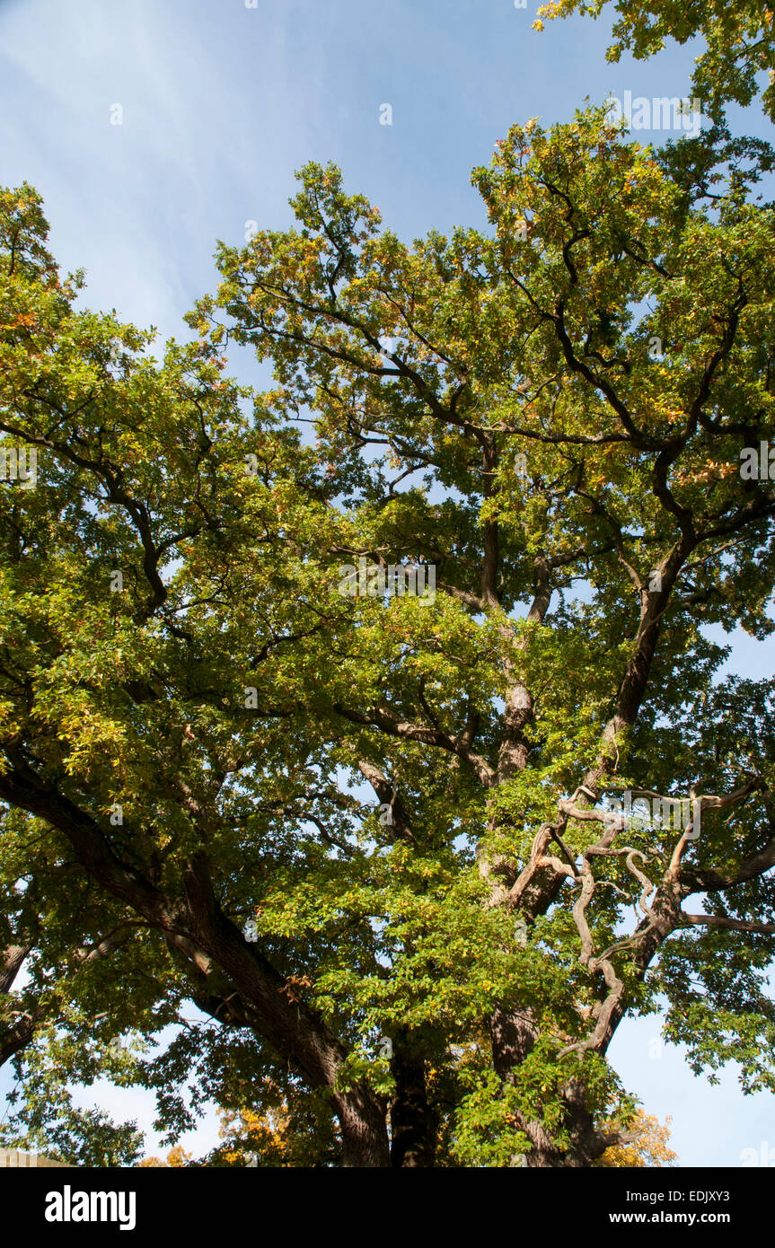 English Oak is a native broad leave tree in Europe and here growing in a nature park in northernmost Brandenburg in Germany. Stock Photo