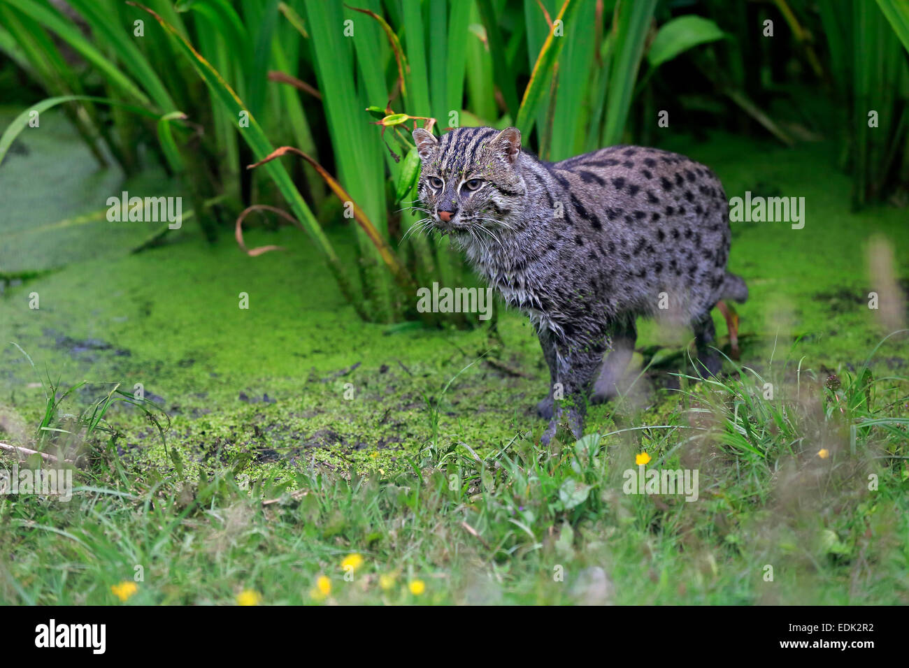 Fishing Cat (Prionailurus viverrinus), adult, at the water, hunting, native to Asia, captive, England, United Kingdom Stock Photo